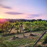 Four Sisters Winery
