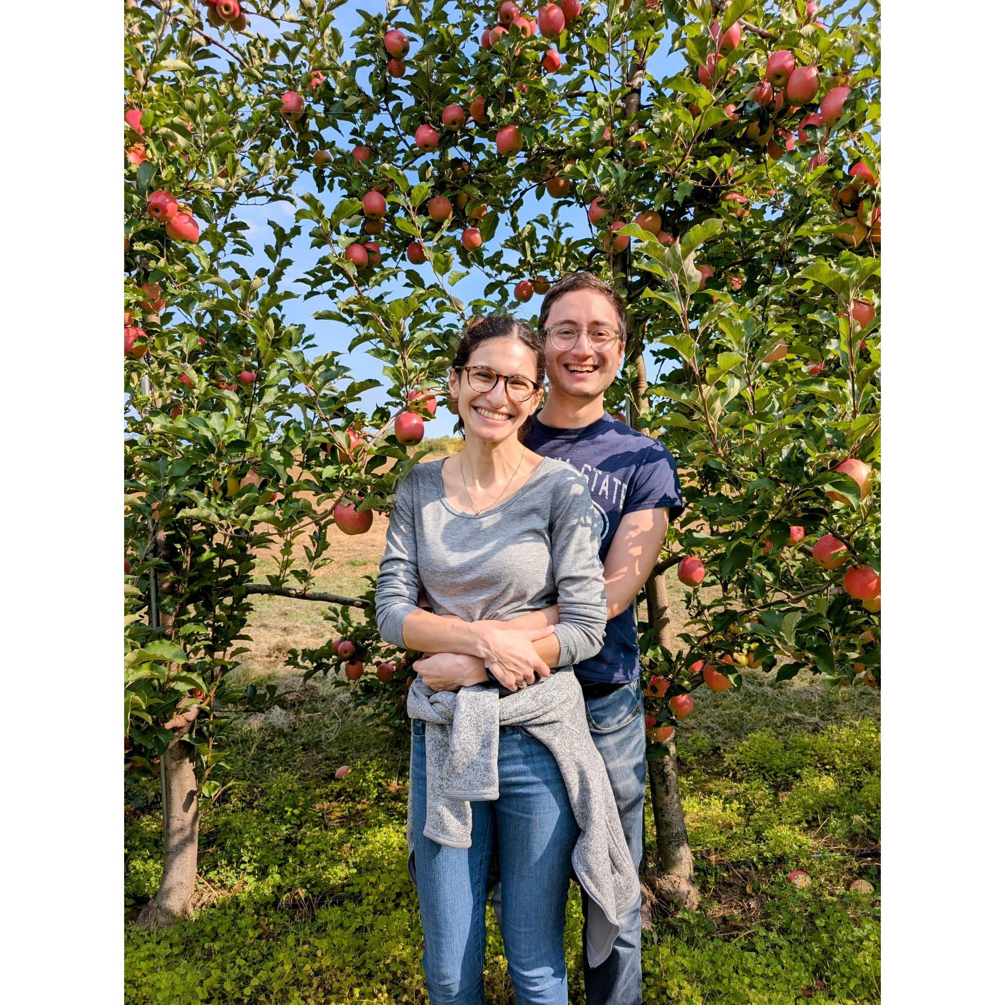 Picking apples
