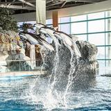 The Shedd Aquarium