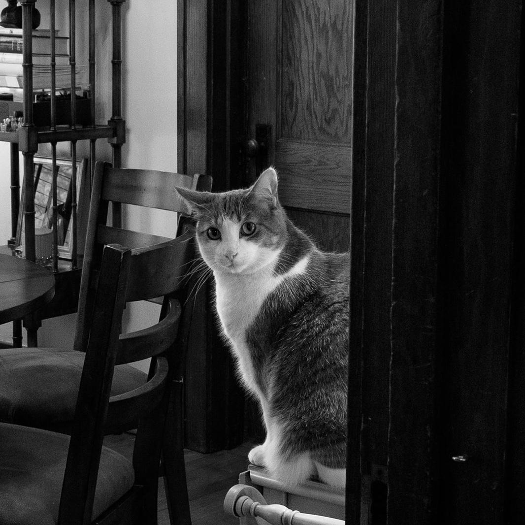 Our youngest and friendliest cat, tomboy Cassie.
