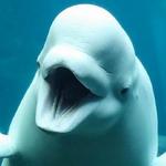 Shedd Aquarium