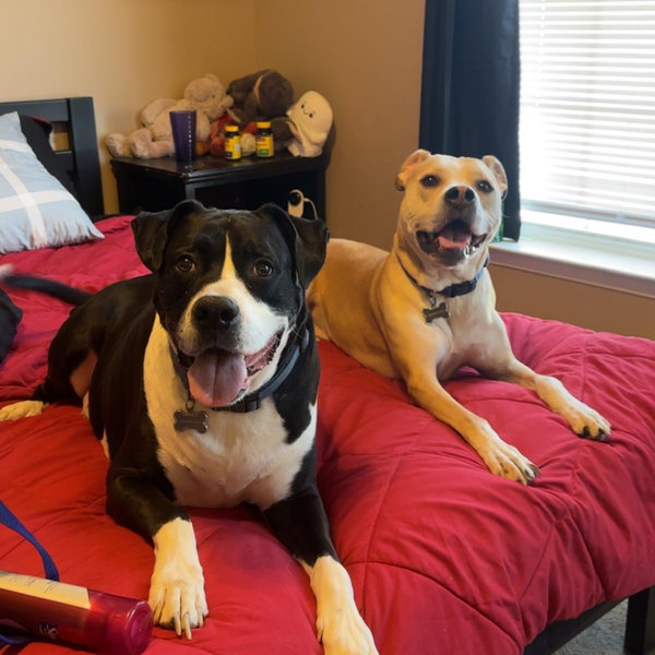 Pet Hotel While On Our Honeymoon