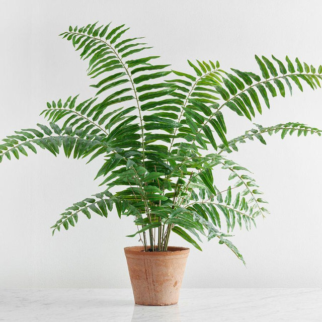 Faux Potted Sword Fern, Green