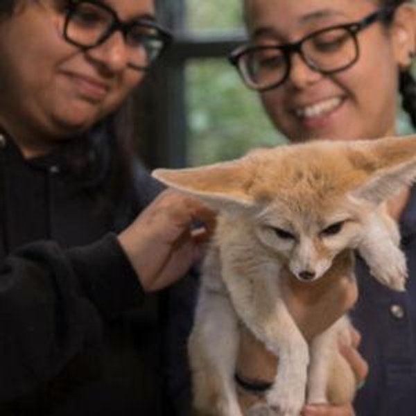 Bronx Zoo Fennec Fox Connection for Two