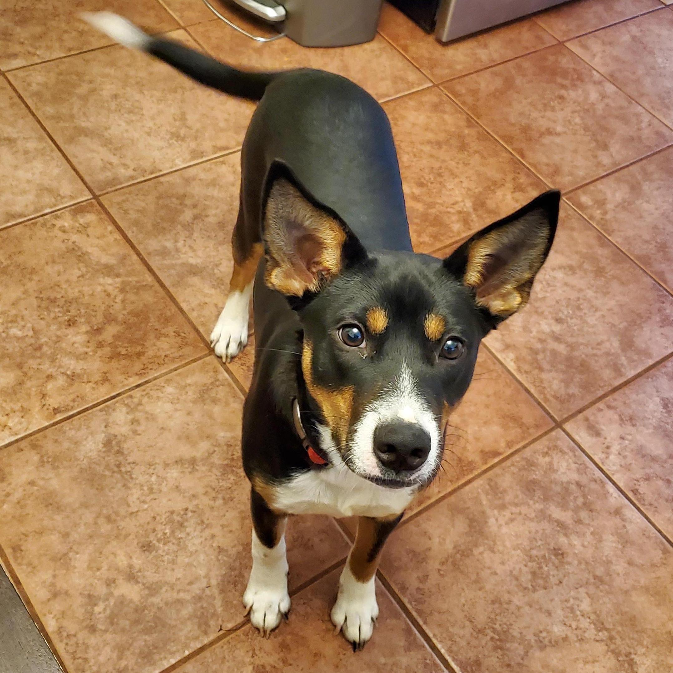 Ruby-roo! 🐕