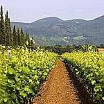 Terre del Marchesato Winery