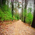 Vasa Trail