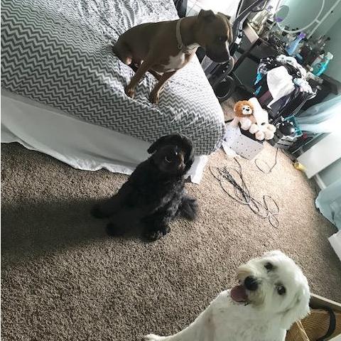 First photo of all the pups at "home"