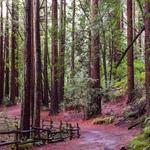 Redwood Regional Park