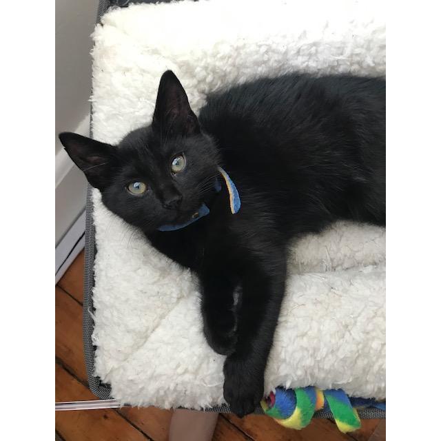 Mambo