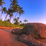 Sea Turtles at Poipu Beach