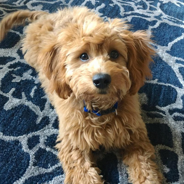 Goldendoodle Fund ❤️