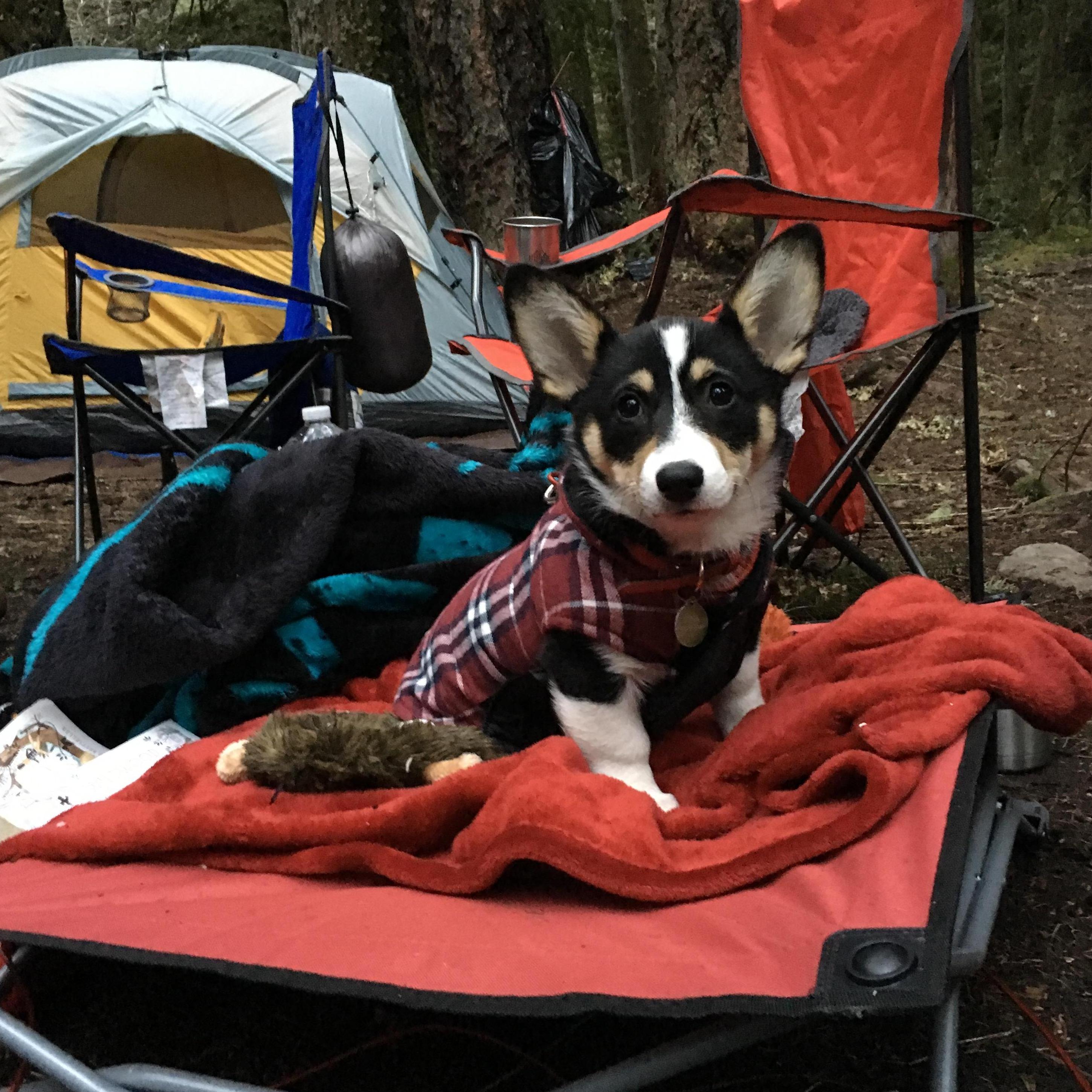 Good thing Luna like camping too