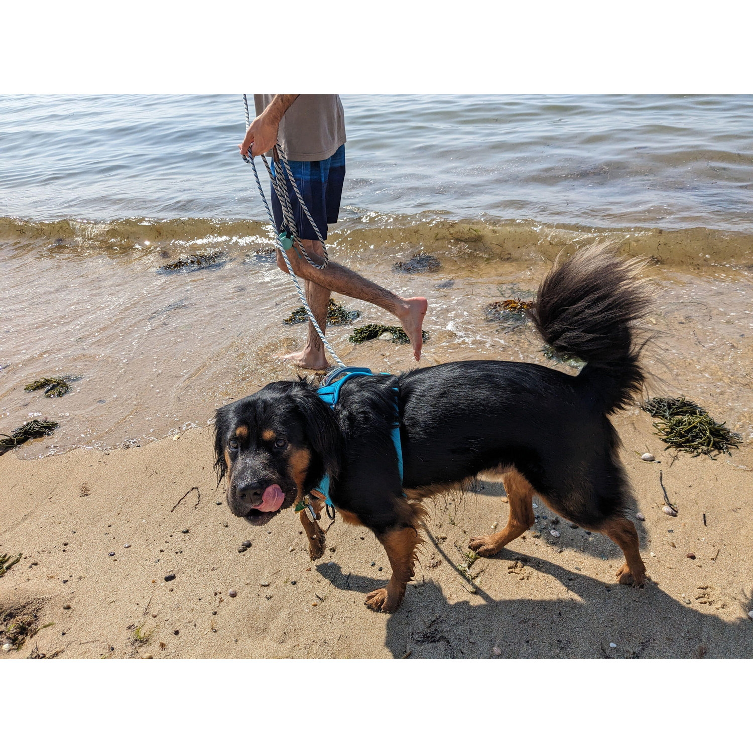 Benji's first time at Cape Cod