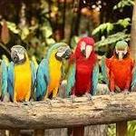 Parrot Mountain and Gardens