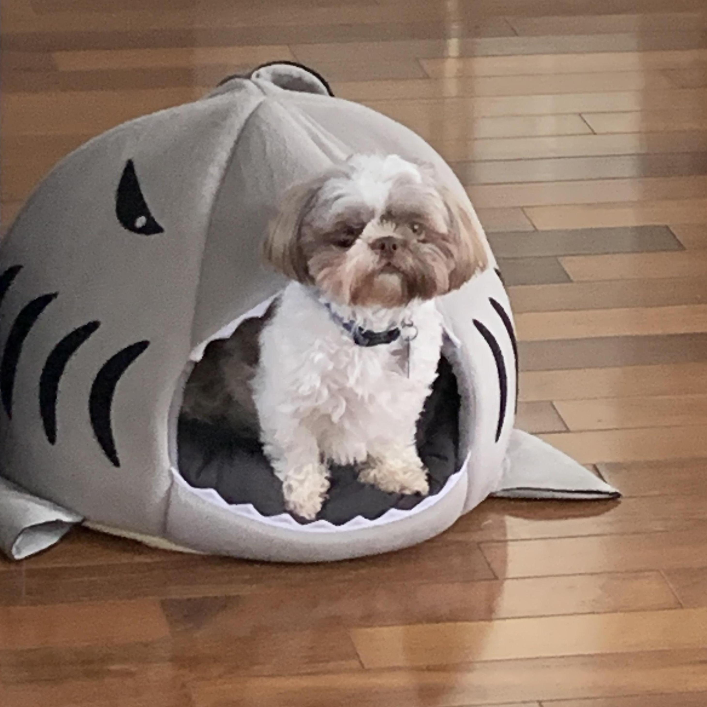 Our little Henry. You aren't seeing things. That is indeed a shark bed. We Shih Tzu not!