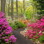 Jenkins Arboretum & Gardens