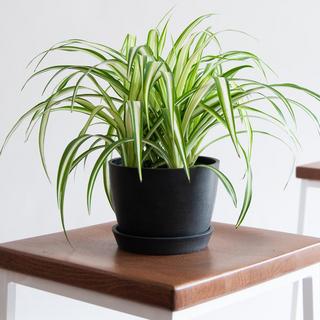 Philodendron Brasil