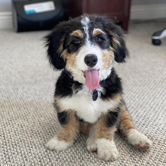 Puppy Daycare/Overnight Care