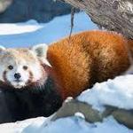 Saint Louis Zoo