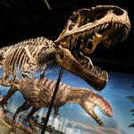 Denver Museum of Nature & Science