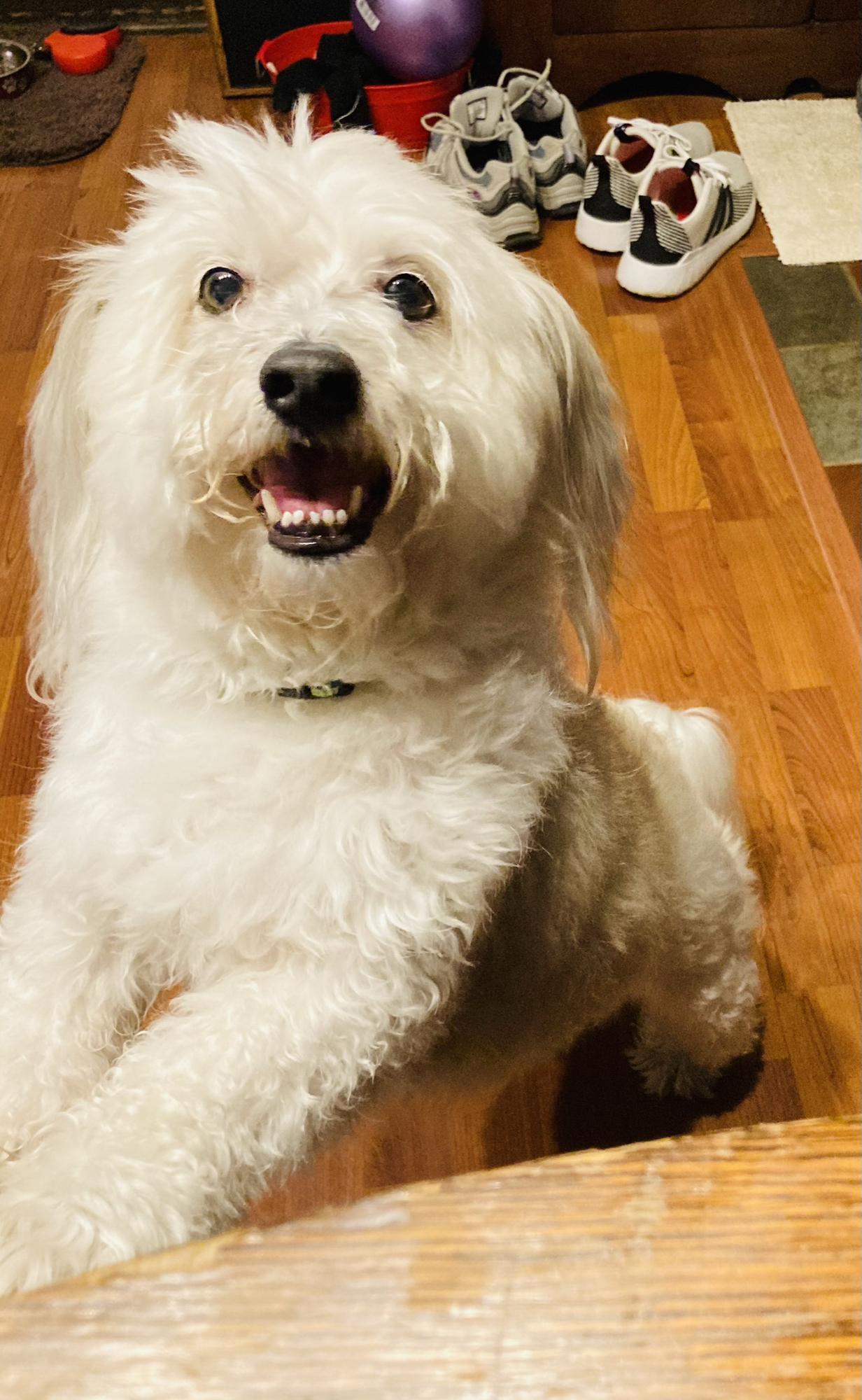 Our Barney boy! 🐾