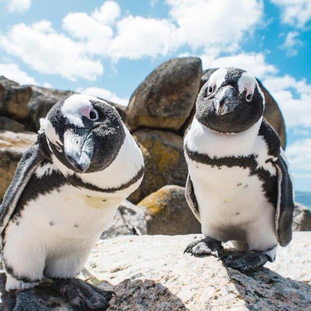 Boulder Beach Penguin Colony