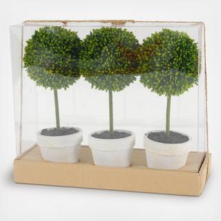 Potted Boxwood Topiaries Gift Box, Set of 3
