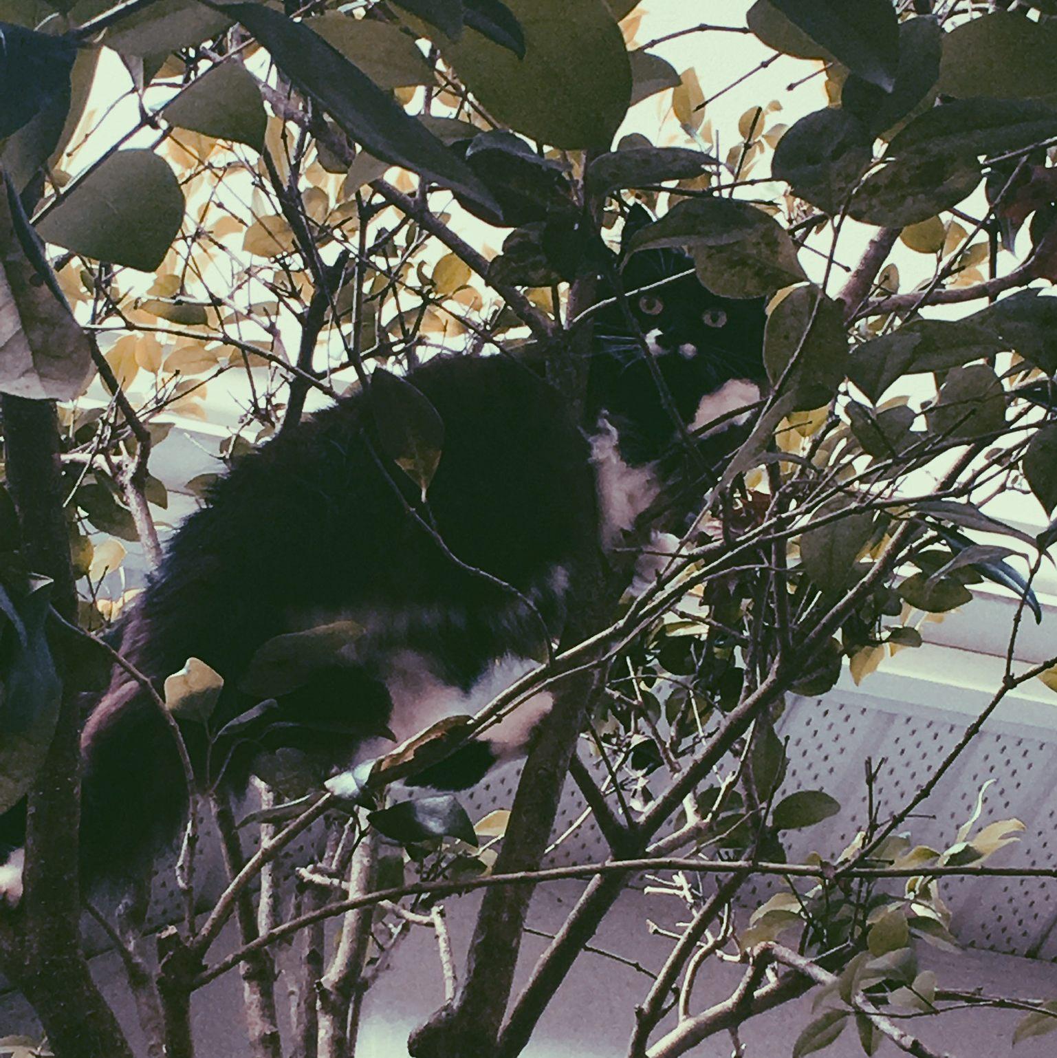 We adopted our beautiful cat, Juniper, from the Catfé in Vancouver. It didn't take long for her to start climbing the trees in Sharon's yard.