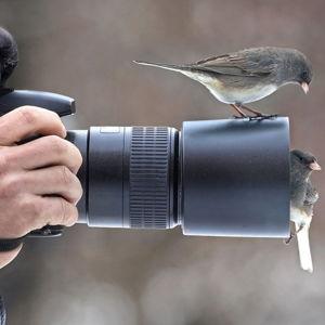 Zoom Lens for Wildlife Photography