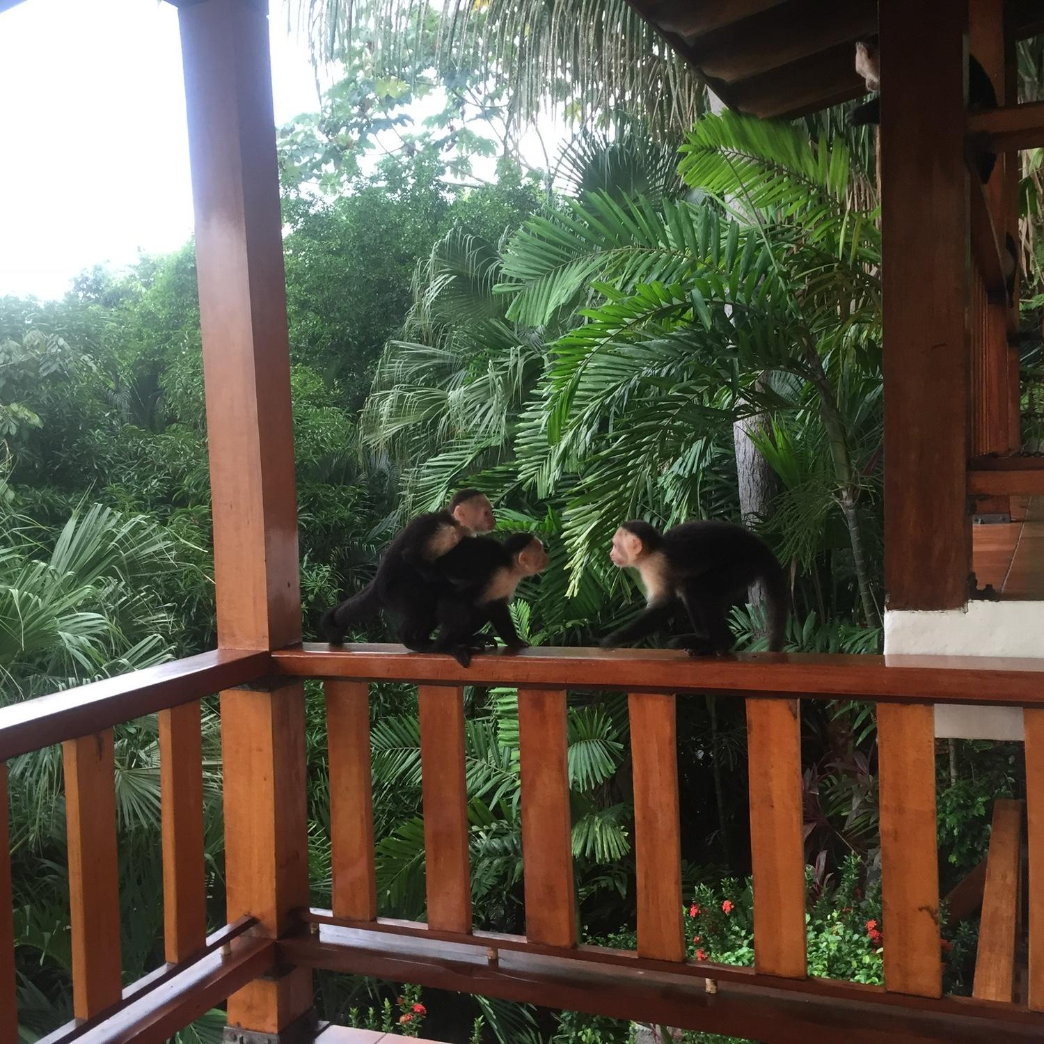 Hotel Costa Verde