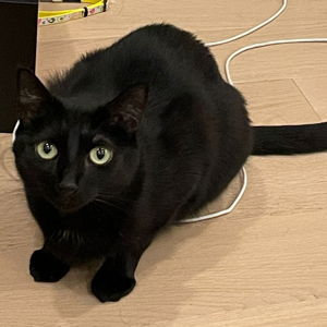 Help Some Cats! (SF SPCA)