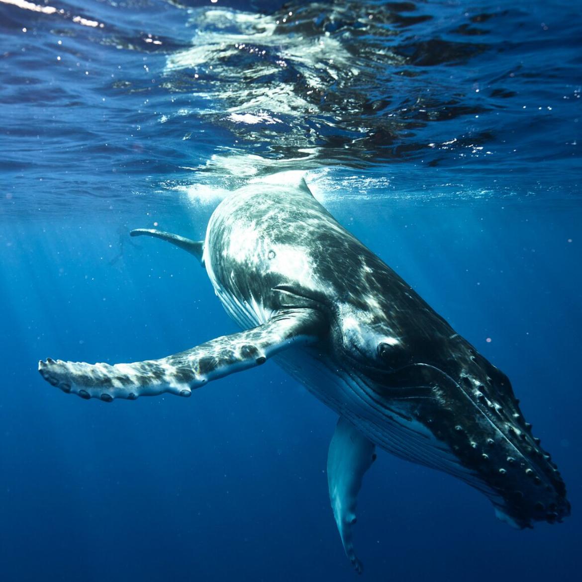 Honeymoon- Moorea swimming with whales