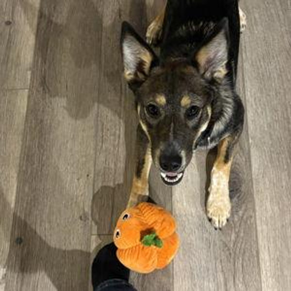 Pepper's Toy Fund