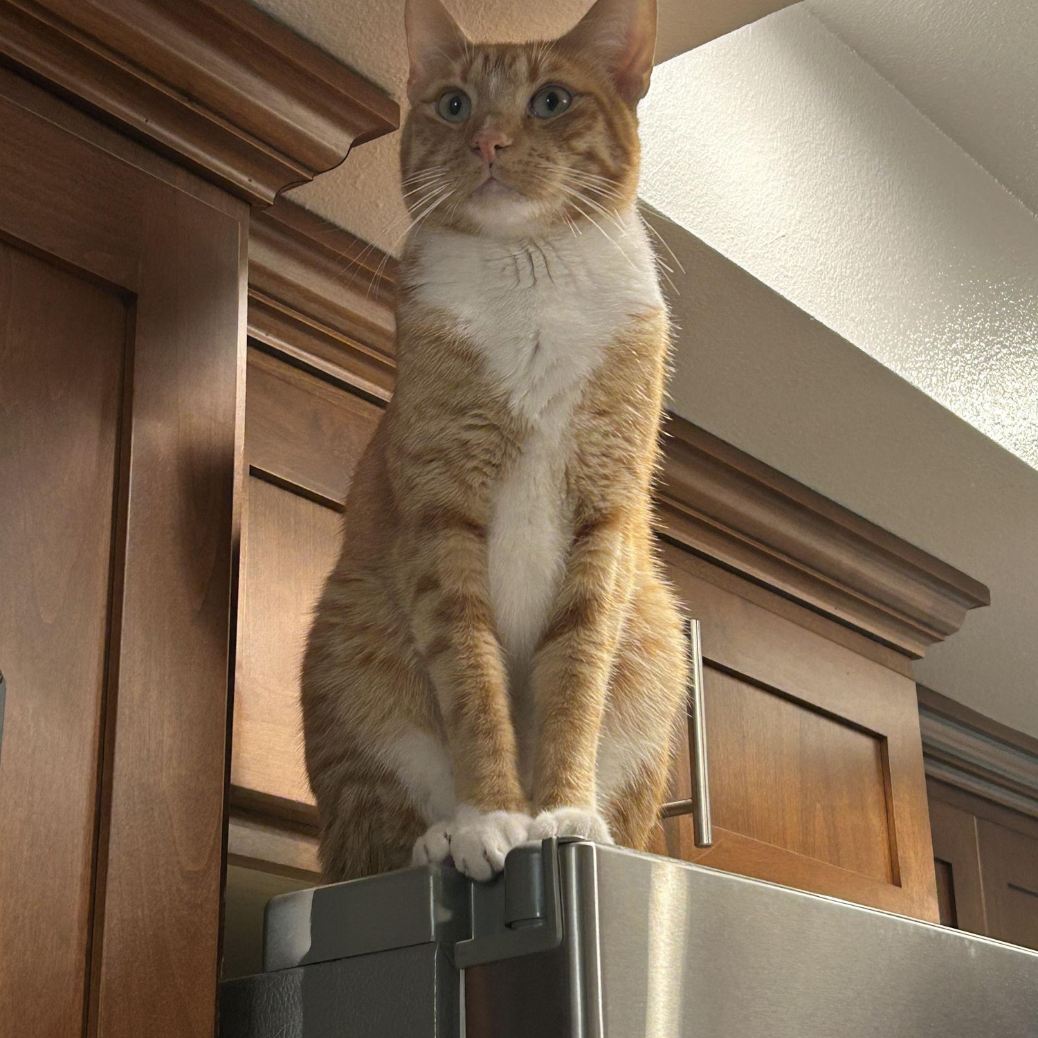 King of the Mountain (Fridge)