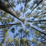 Sam Houston National Forest