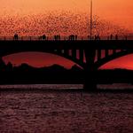 Austin Bat Bridge