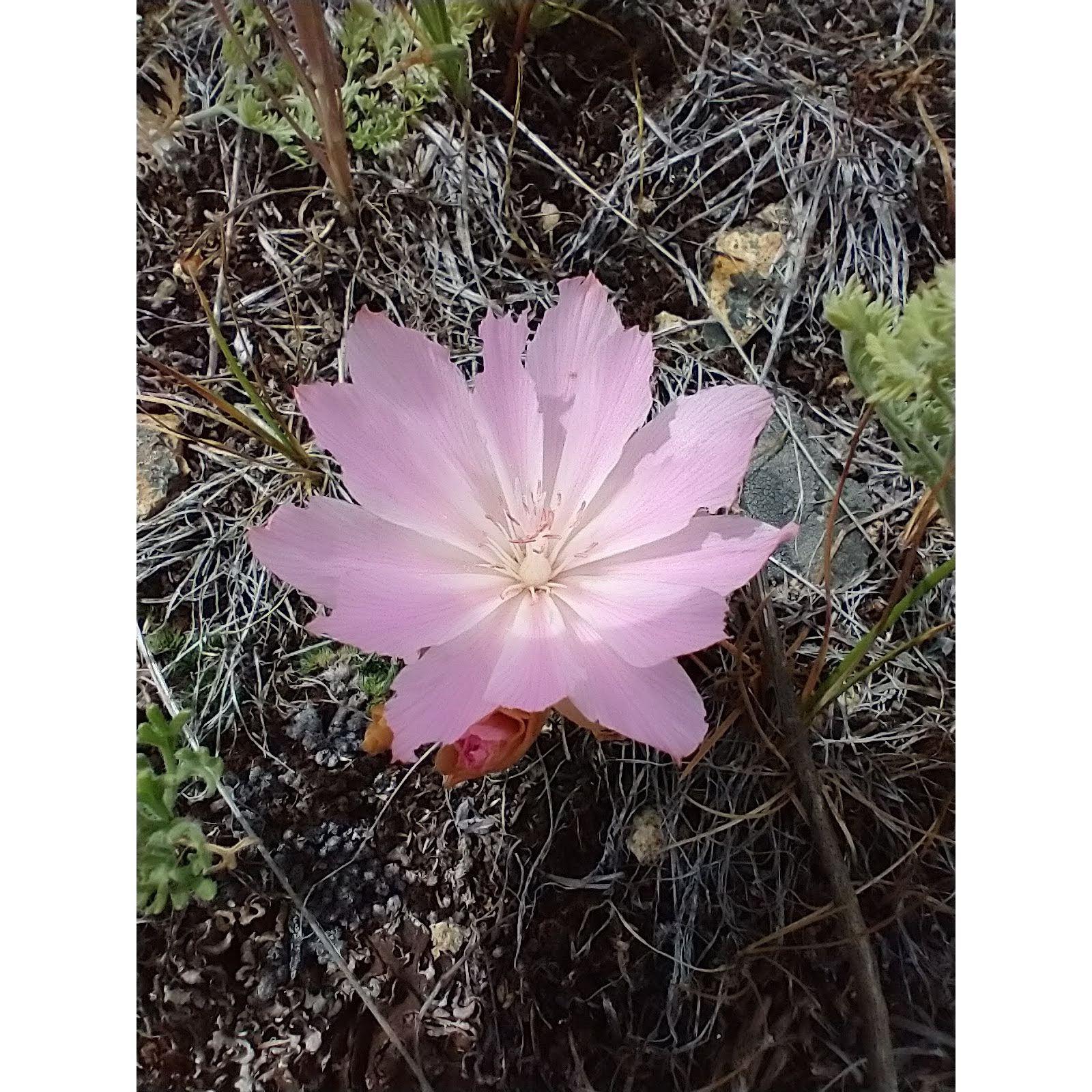 Bitterroot, Montana state flower. Eric and his nephew Will climbs the top of a large hill to find an amazing view!