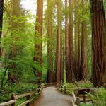 Muir Woods Visitor Center