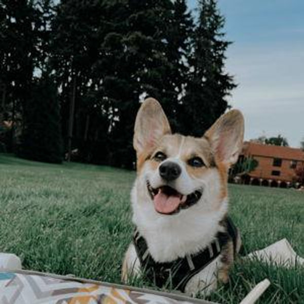New Puppy Fund