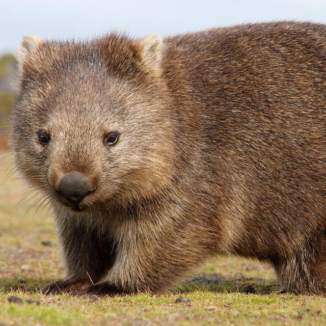 See Wild Wombats at Cradle Mountain
