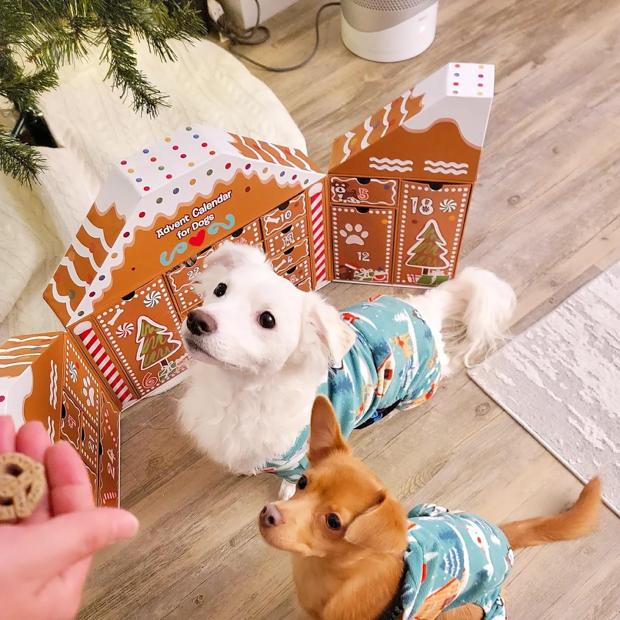 Cashew and Cannoli eagerly awaiting their Xmas Advent Calendar treats!