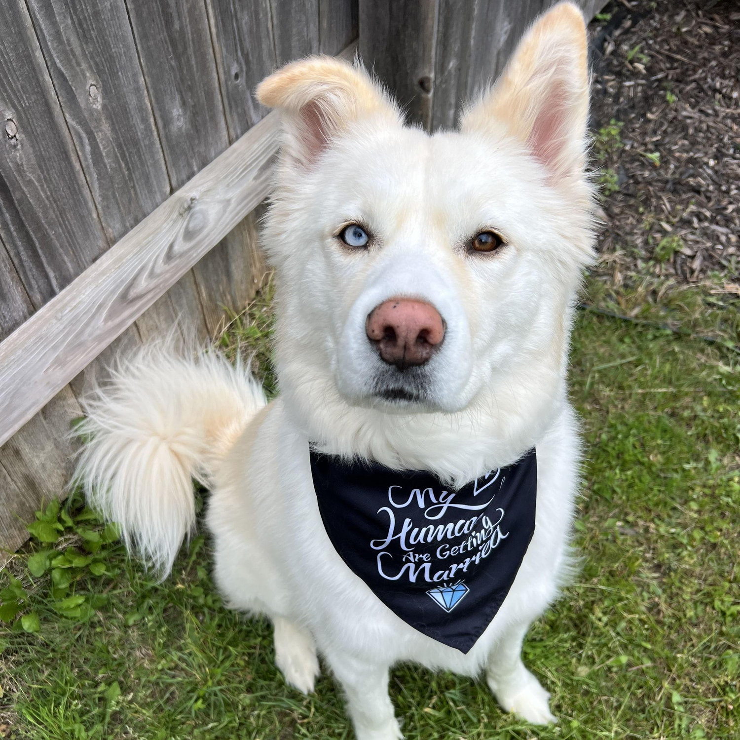 "My humans are getting married"