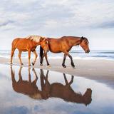Corolla Wild Horse Tours