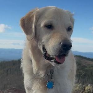 Our Golden Retriever Fund