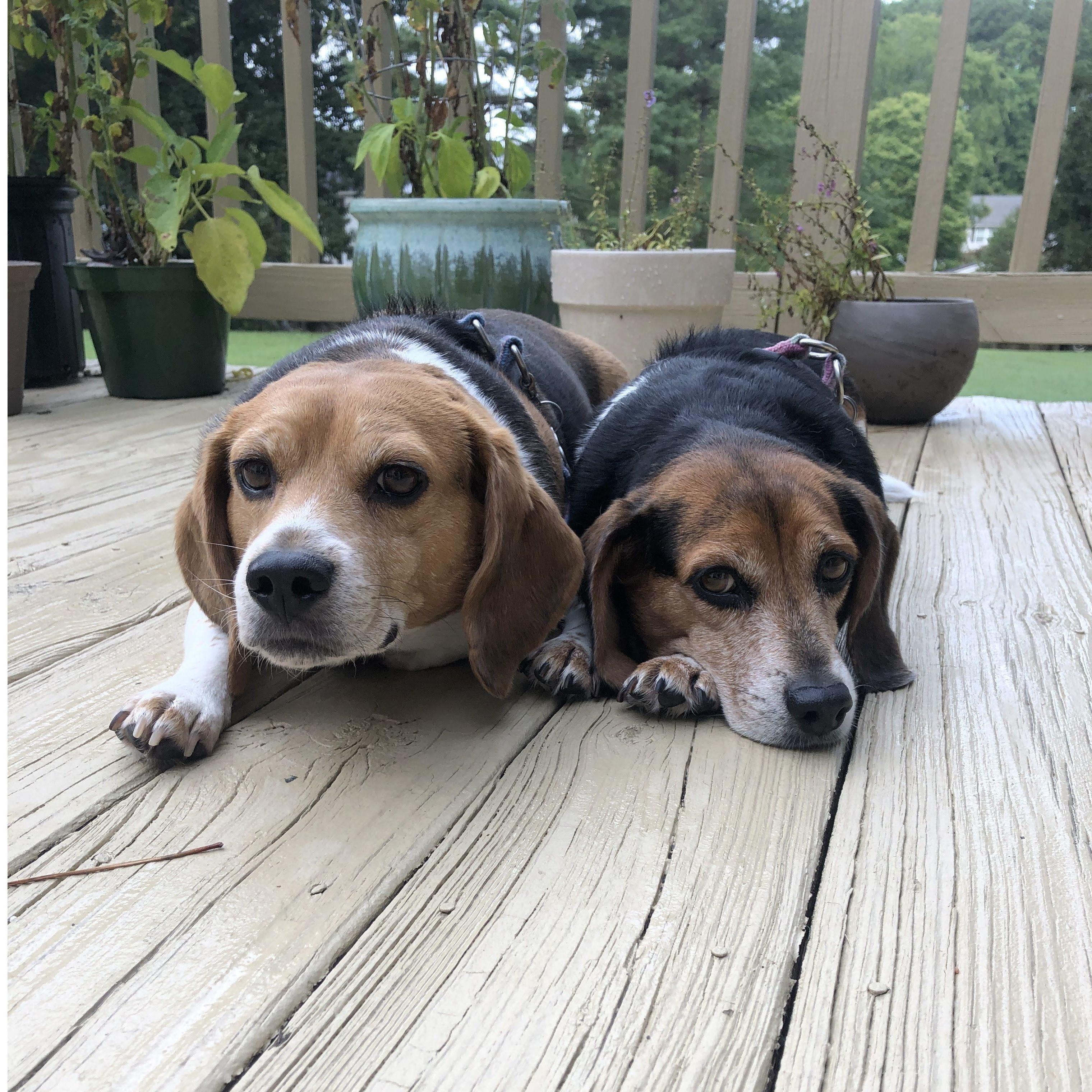 Beagles at Ron's parents house