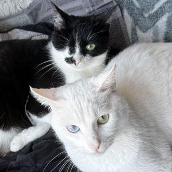 Our Cat-Sitting Fund