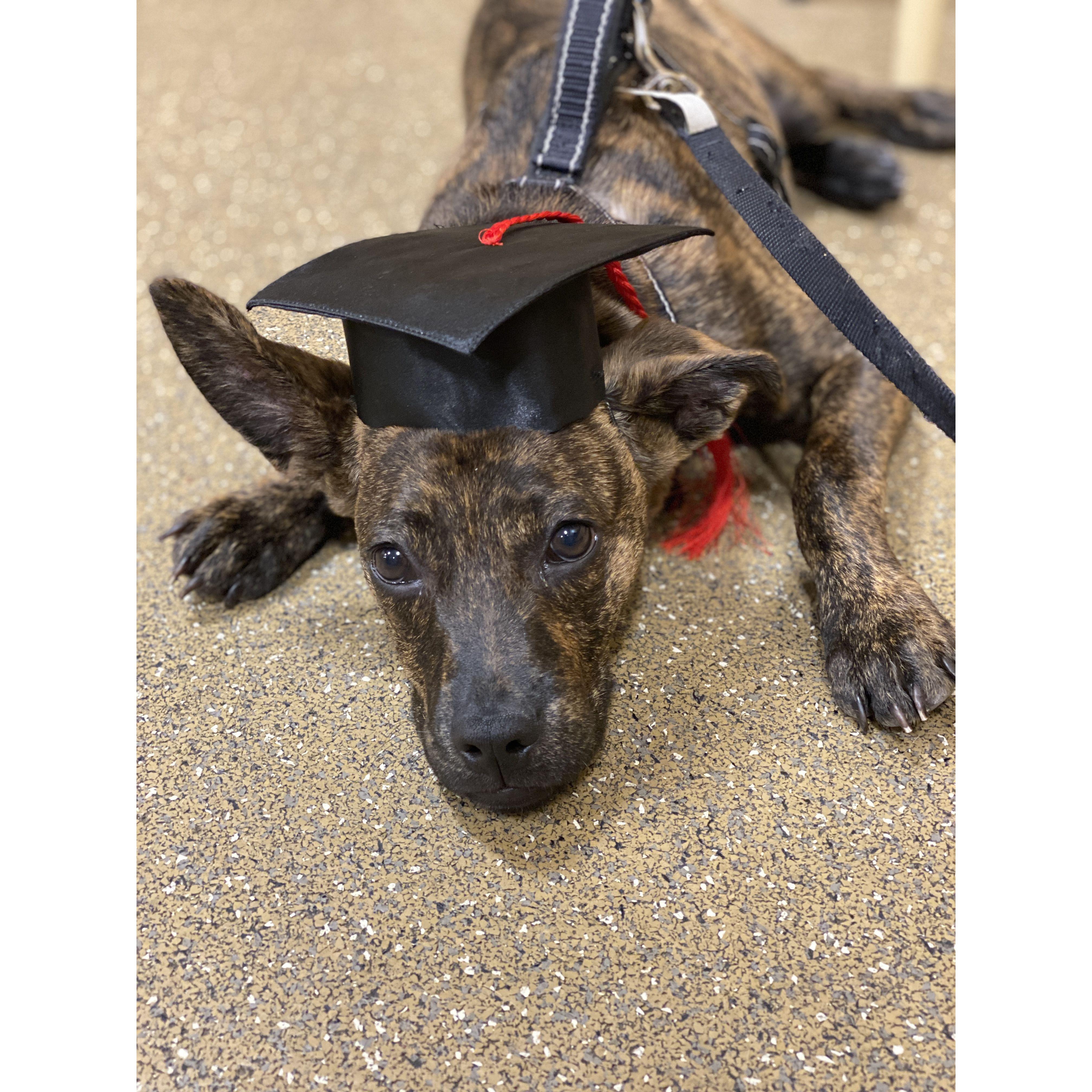 Our dog, Kobe, graduating from Puppy classes 2022