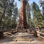 General Sherman Tree & Congress Trail