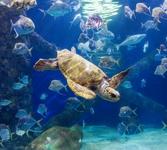 Virginia Aquarium & Marine Science Center
